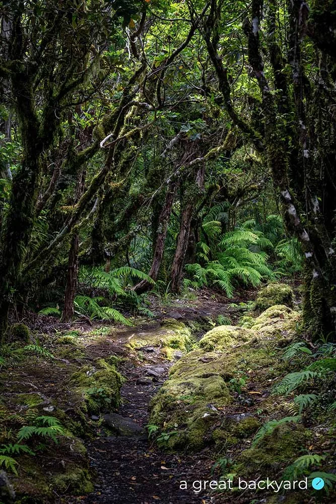 Goblin forest by Corin Walker Bain | a great backyard epic NZ imagery
