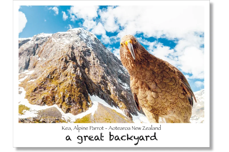Cheeky Kea Postcard by Corin Walker Bain | a great backyard photography NZ
