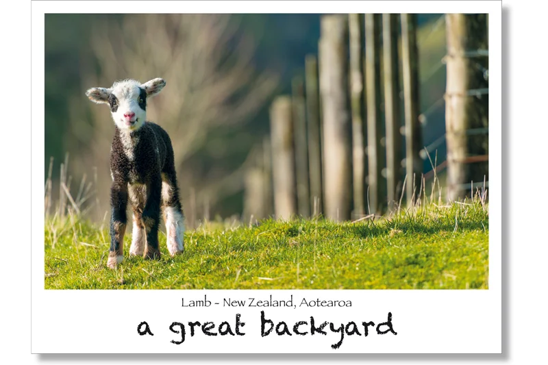 Lamb Postcard by Corin Walker Bain | a great backyard photography NZ