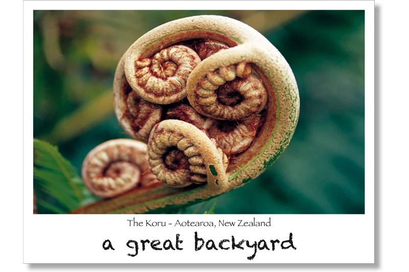Koru Postcard by Corin Walker Bain | a great backyard photography NZ