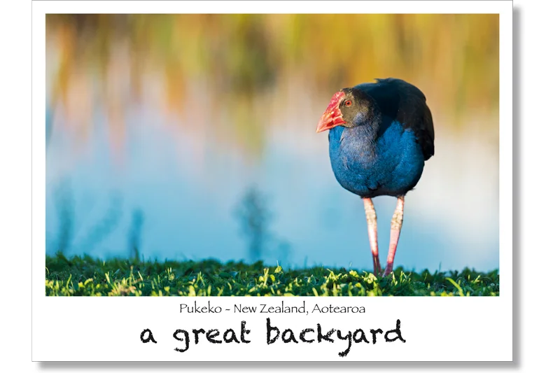 Pūkeko Postcard by Corin Walker Bain | a great backyard photography NZ