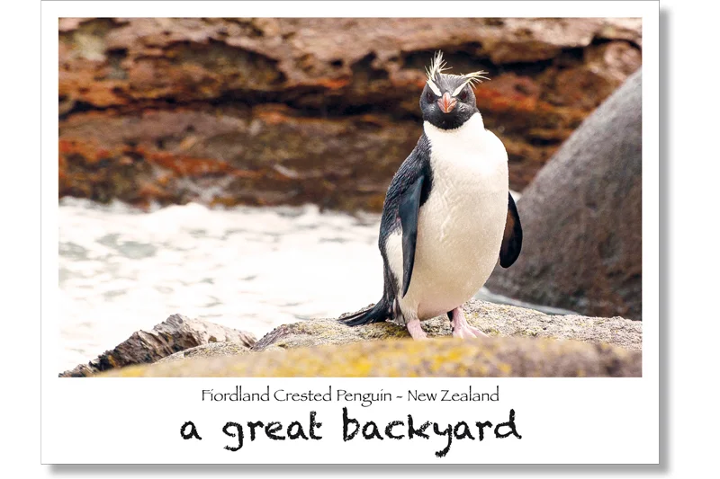 Fiordland Crested Penguin Postcard by Corin Walker Bain | a great backyard photography