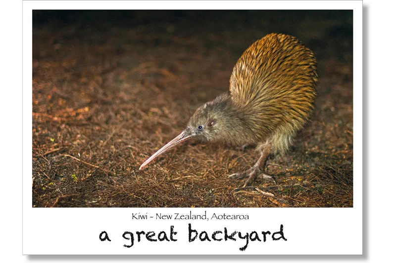 Kiwi Close Up Postcard by Corin Walker Bain | a great backyard photography NZ