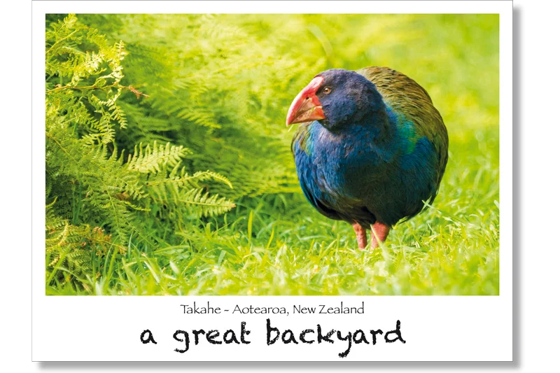 Takahē Postcard by Corin Walker Bain | a great backyard photography NZ