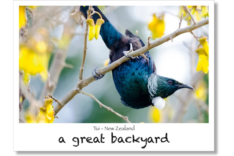 Tui Postcard by Corin Walker Bain | a great backyard photography NZ