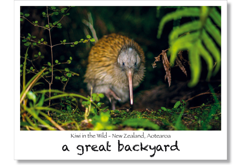 Kiwi the the Wild Postcard by Corin Walker Bain | a great backyard photography NZ