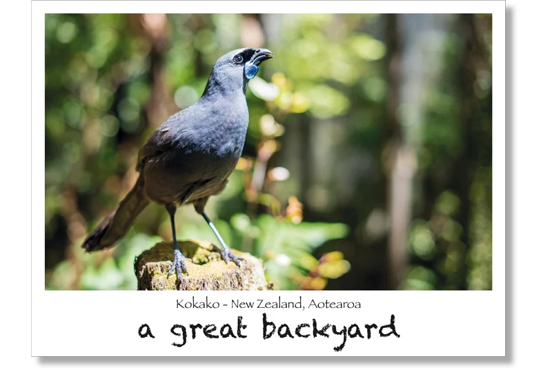 Kōkako Postcard by Corin Walker Bain | a great backyard photography NZ