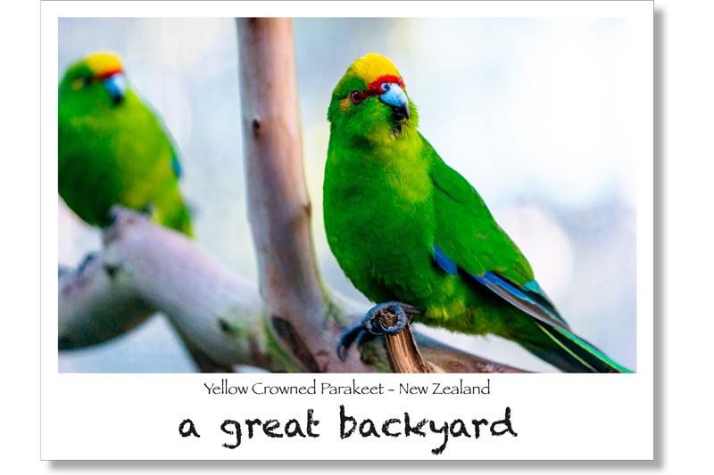 Yellow Crowned Parakeet Postcard by Corin Walker Bain | a great backyard photography NZ