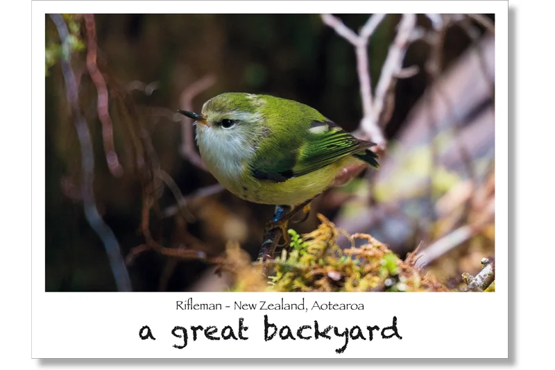 Rifleman Postcard by Corin Walker Bain | a great backyard photography NZ