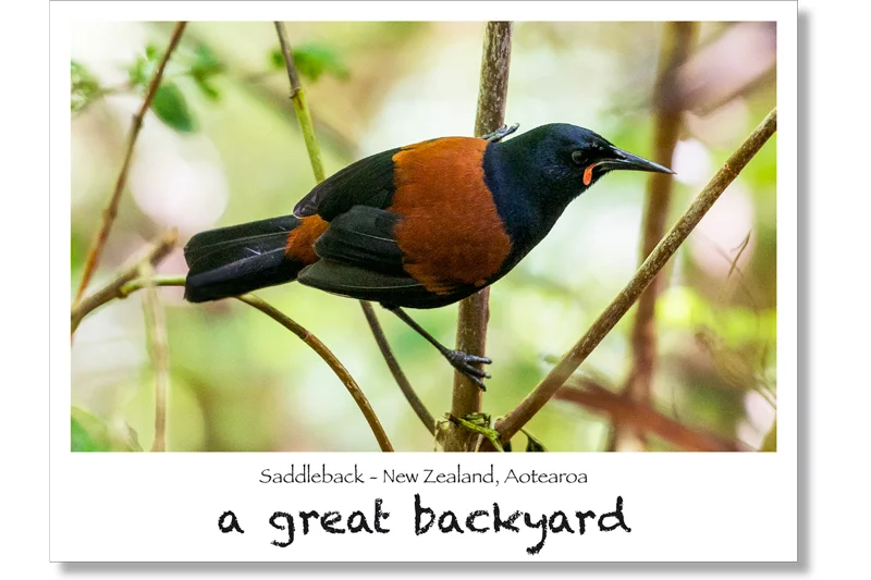 Saddleback Postcard by Corin Walker Bain | a great backyard photography NZ
