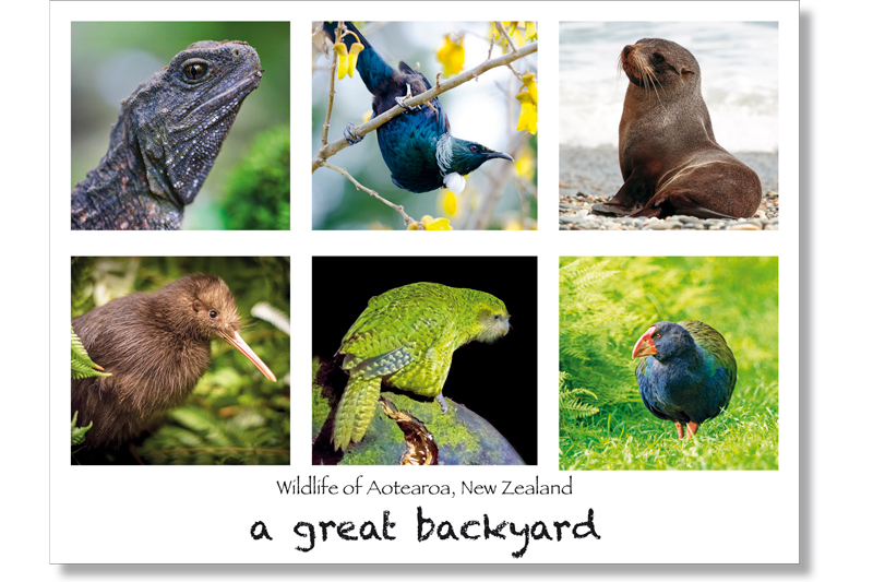 Wildlife of New Zealand Postcard by Corin Walker Bain | a great backyard photography