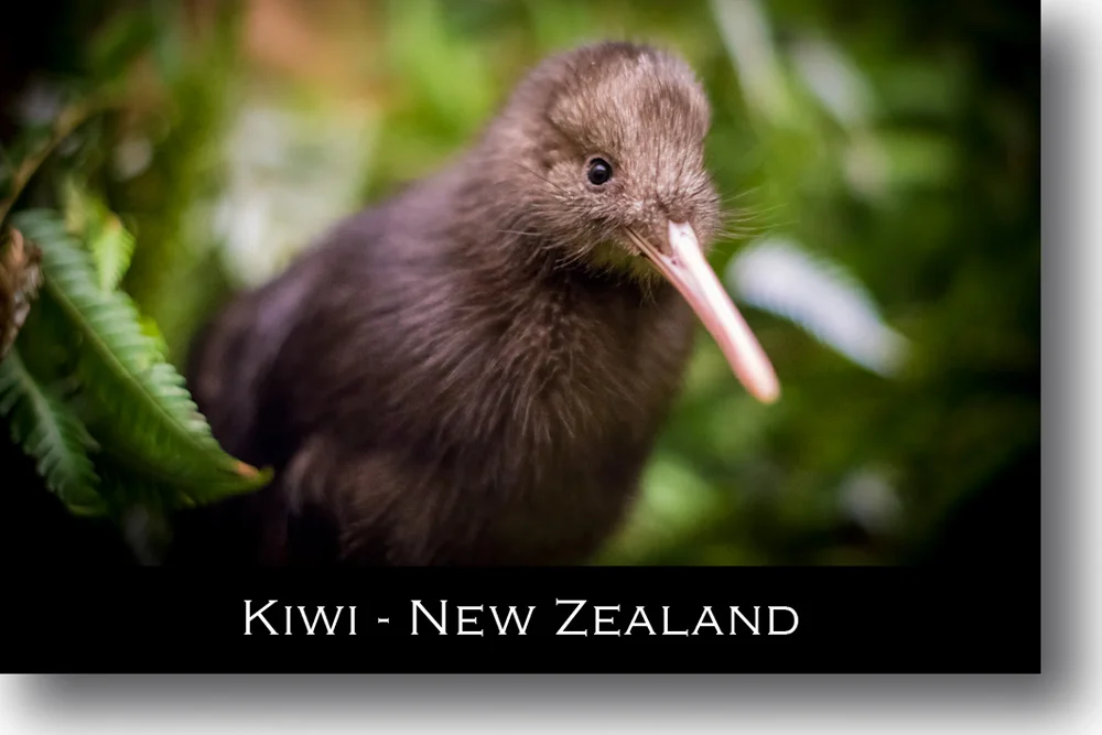 kiwi-chick-magnet-new-zealand.jpg