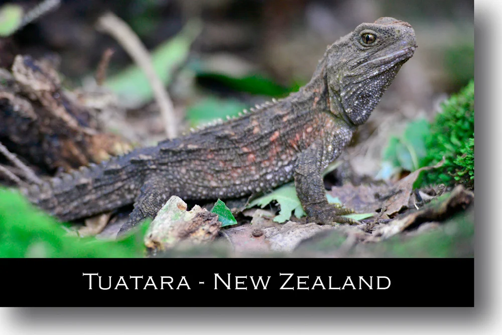 tuatara-magnet-new-zealand.jpg
