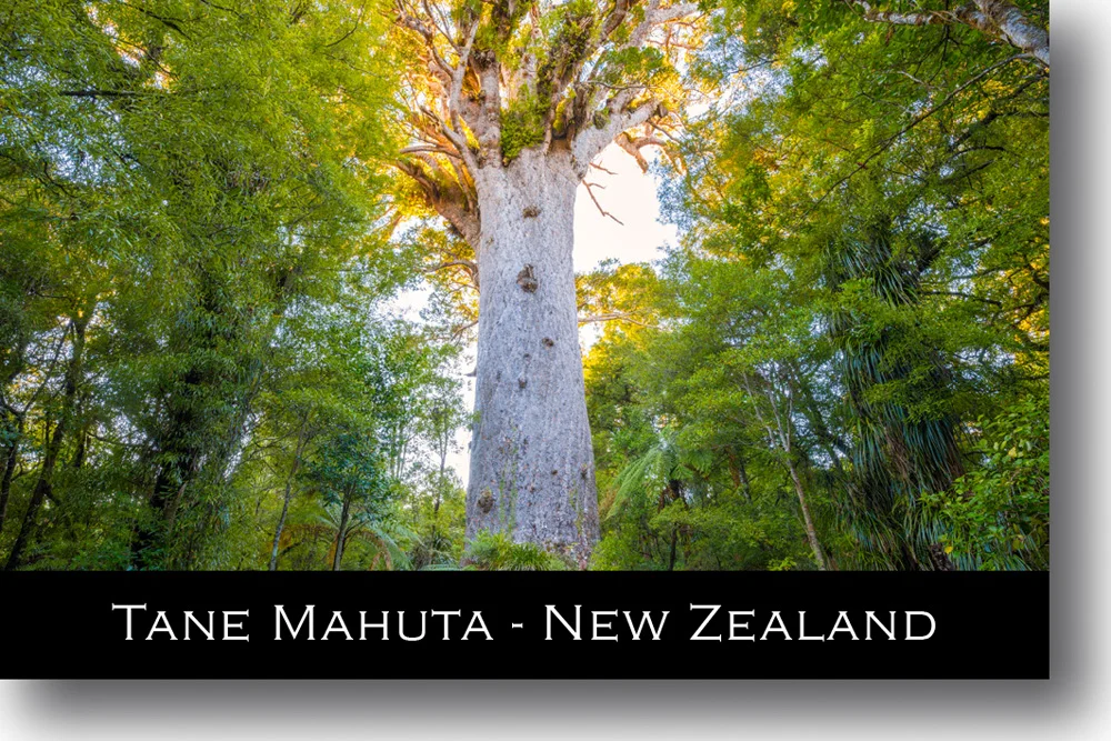 tane-mahuta-magnet-northland-new-zealand.jpg