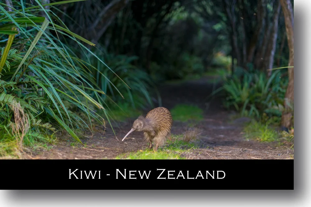 kiwi-magnet-new-zealand.jpg
