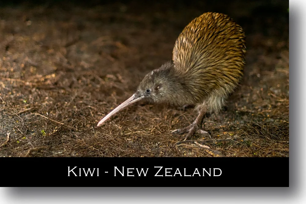 kiwi-magnet-new-zealand.jpg