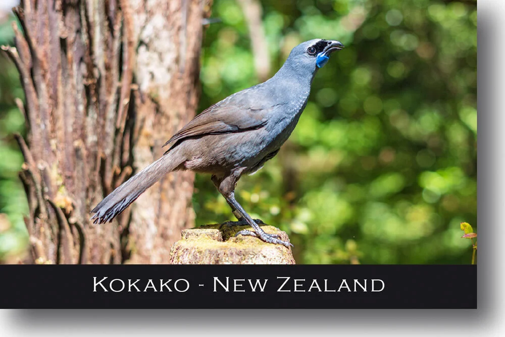kokako-bird-magnet-new-zealand.jpg