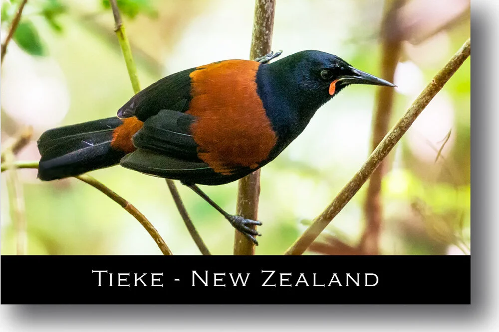 saddleback-tieke-bird-magnet-new-zealand.jpg