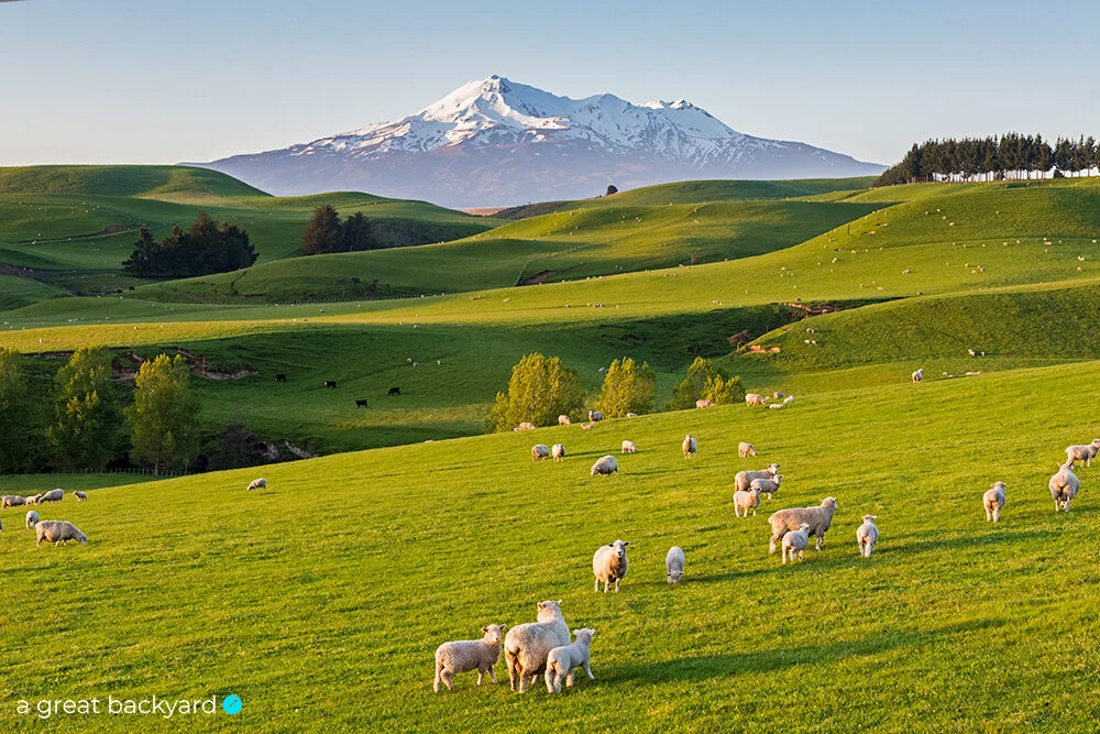 View across sheep grazing on lush green New Zealand farmland with snow-capped Mt Ruapehu in the background