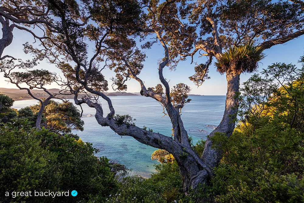 Pohutukawa tree at Whale Bay, Northland, New Zealand