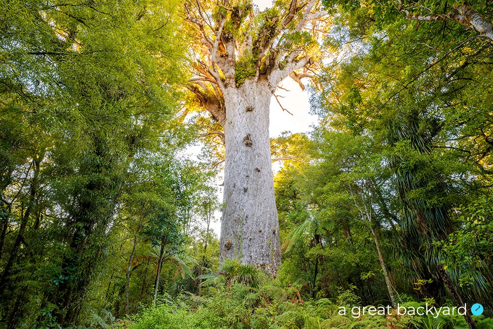 Tāne Mahuta by Corin Walker Bain | a great backyard New Zealand photography