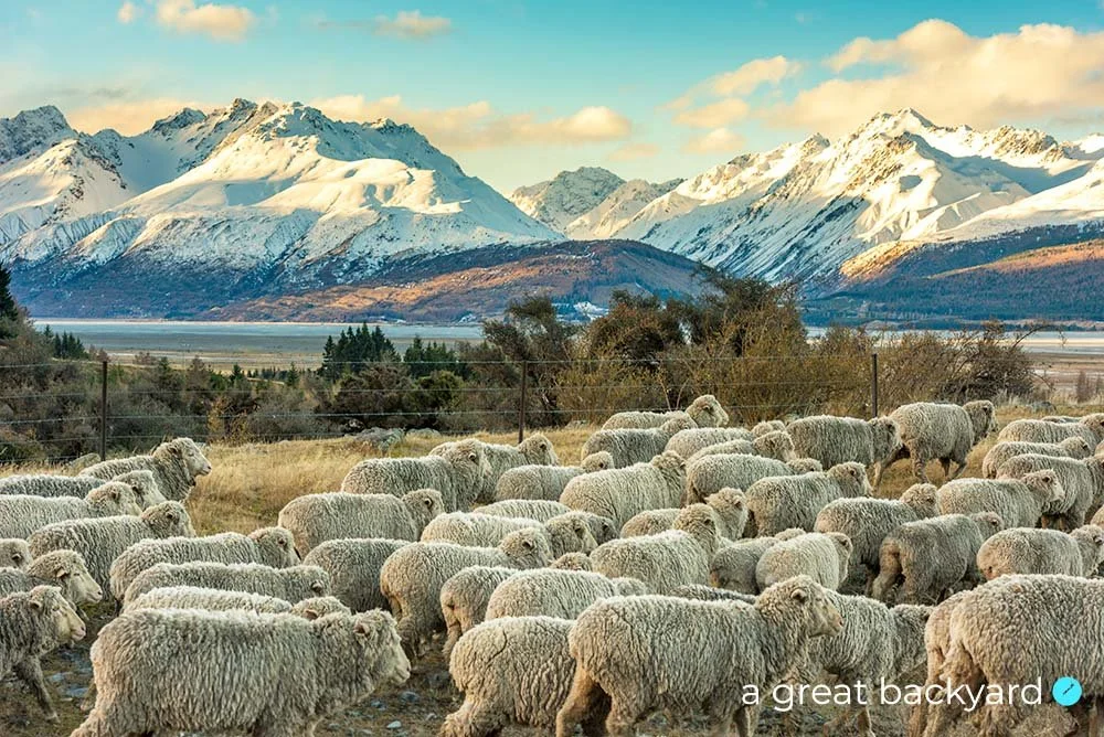 Mt Cook Sheep, New Zealand