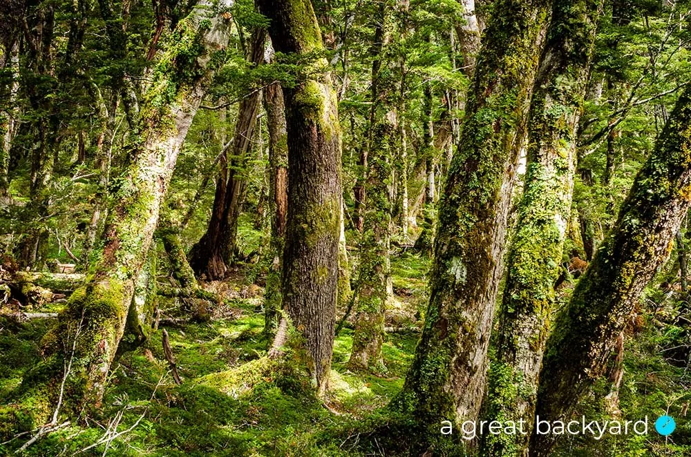 Luminous green trees in the Borland Forest by Corin Walker Bain | a great backyard