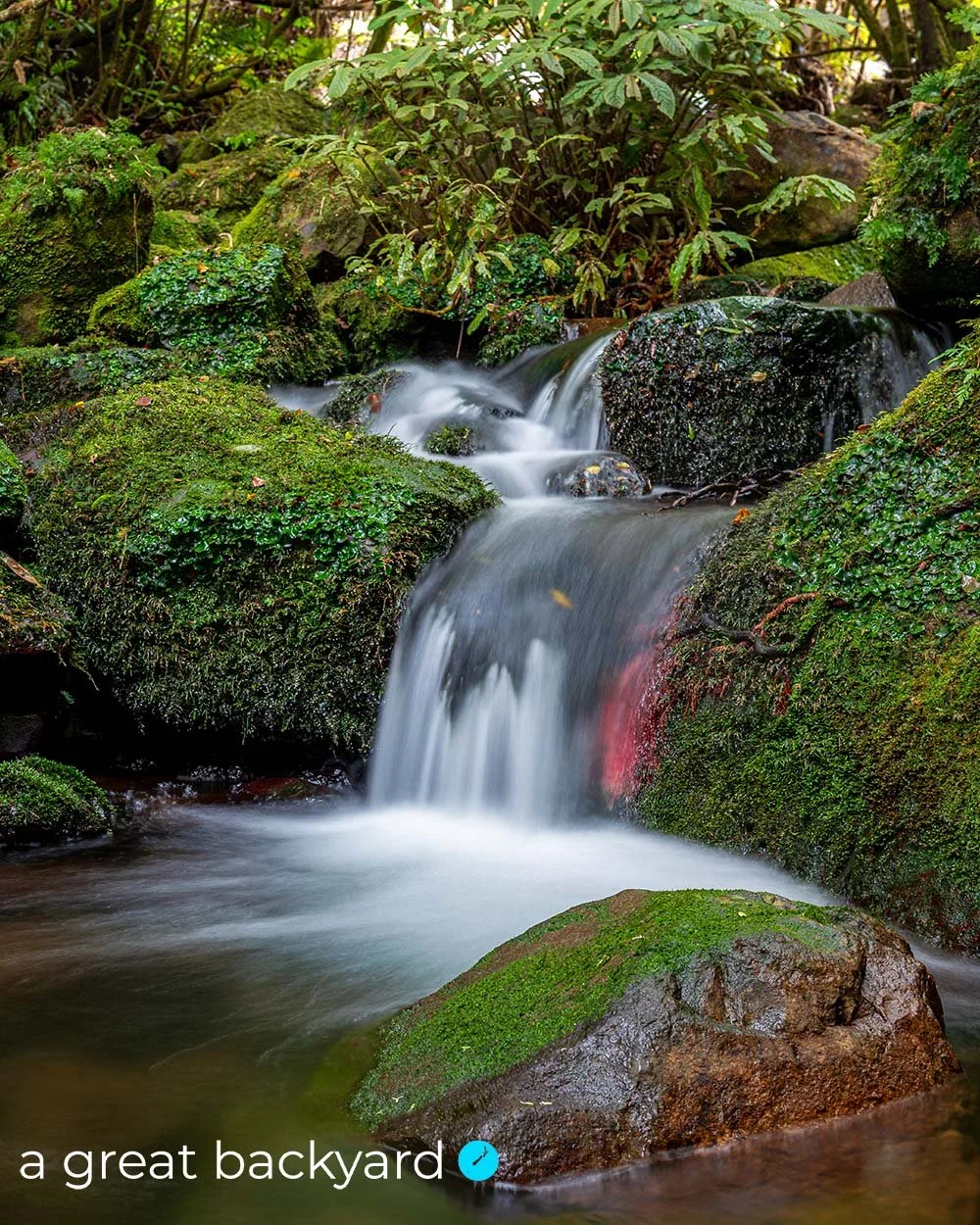 Grey Ridge Streams Pirongia Green Stream by Corin Walker Bain | Acrylic & ACM prints — a ...
