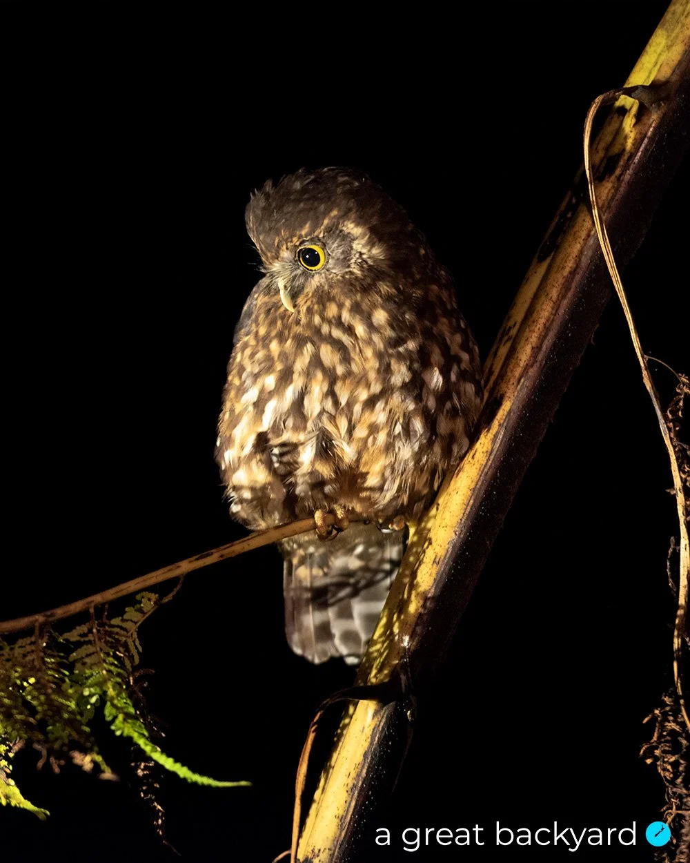 New Zealand ruru | morepork by Corin Walker Bain | a great backyard