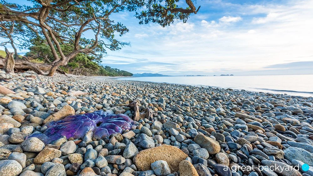 View across pebbly shore and jellyfish, Coromandel, New Zealand