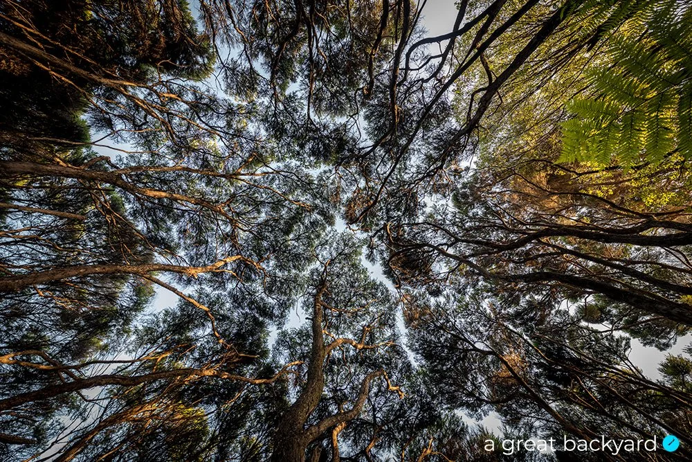 Manuka tree canopy by Corin Walker Bain | a great backyard New Zealand