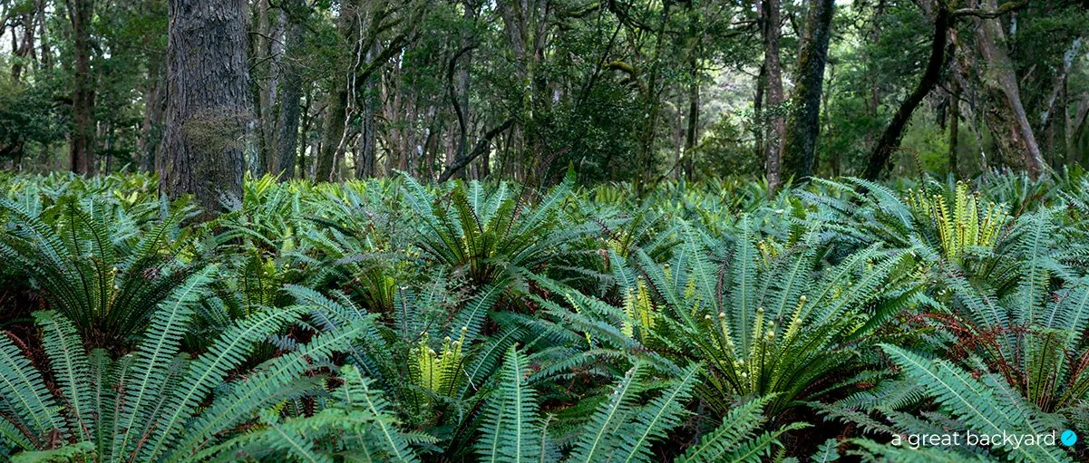 Fresh Water Landing ferns by Corin Walker Bain | a great backyard New Zealand photography