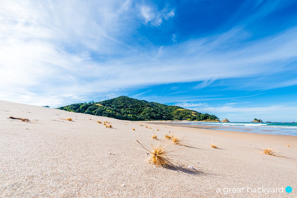 View of spinfex grasses scattered across clean sands of Waikawau Bay by Corin Walker Bain | a great backyard