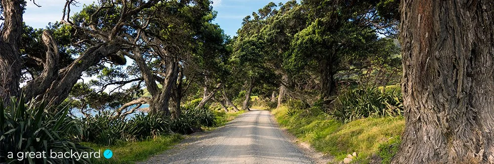Dusty Coromandel road flanked by pohutukawa trees by Corin Walker Bain | a great backyard