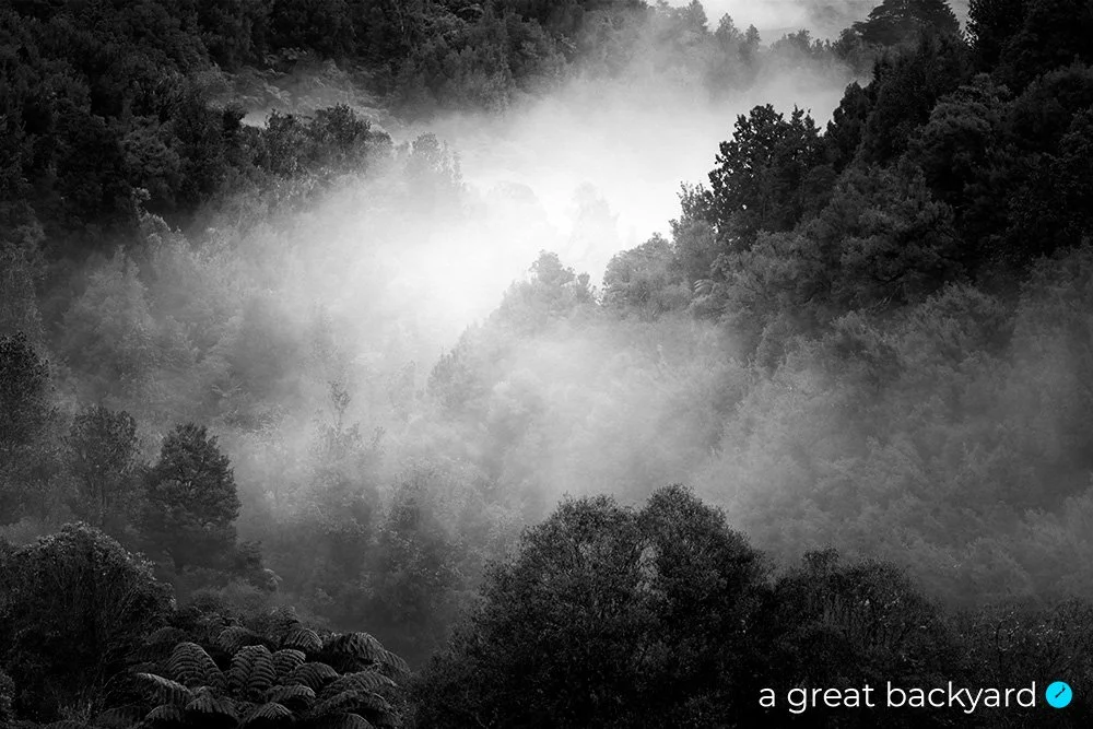 Black and white photograph of mist hanging over native forest in New Zealand