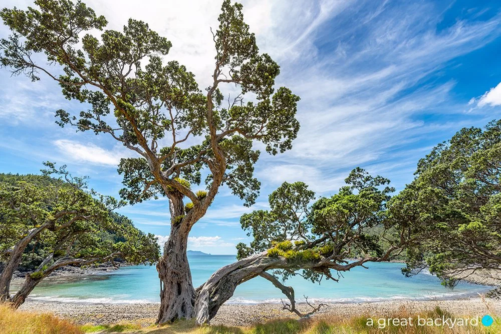Stony Bay pohutukawa, Coromandel, New Zealand
