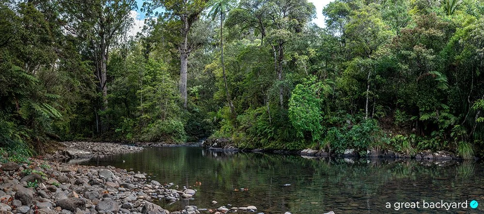 Waipoua Forest by Corin Walker Bain | a great backyard New Zealand photography