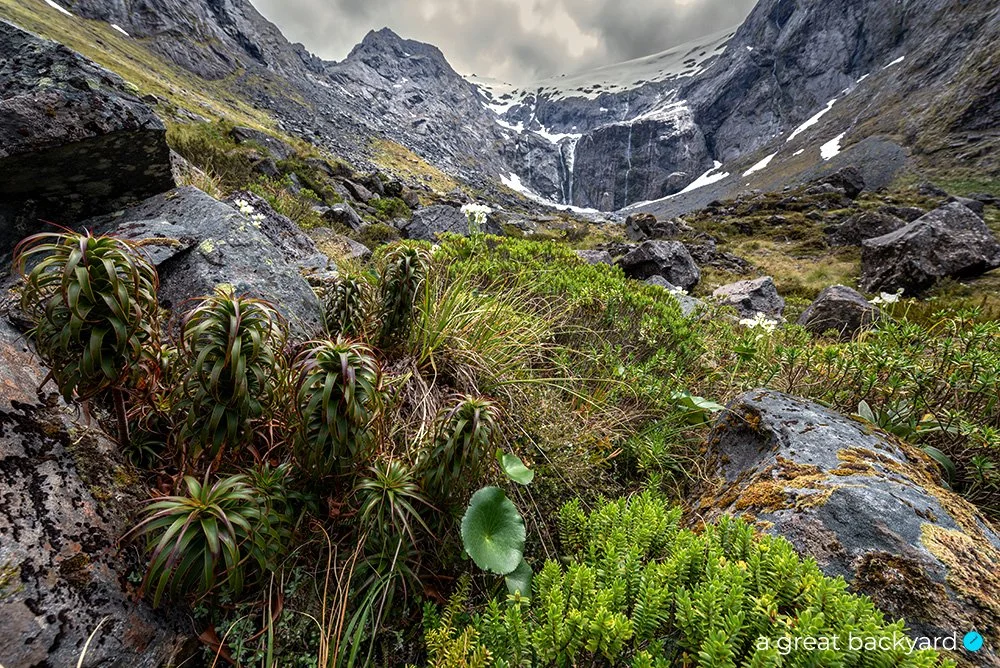 Alpine View by Corin Walker Bain | a great backyard