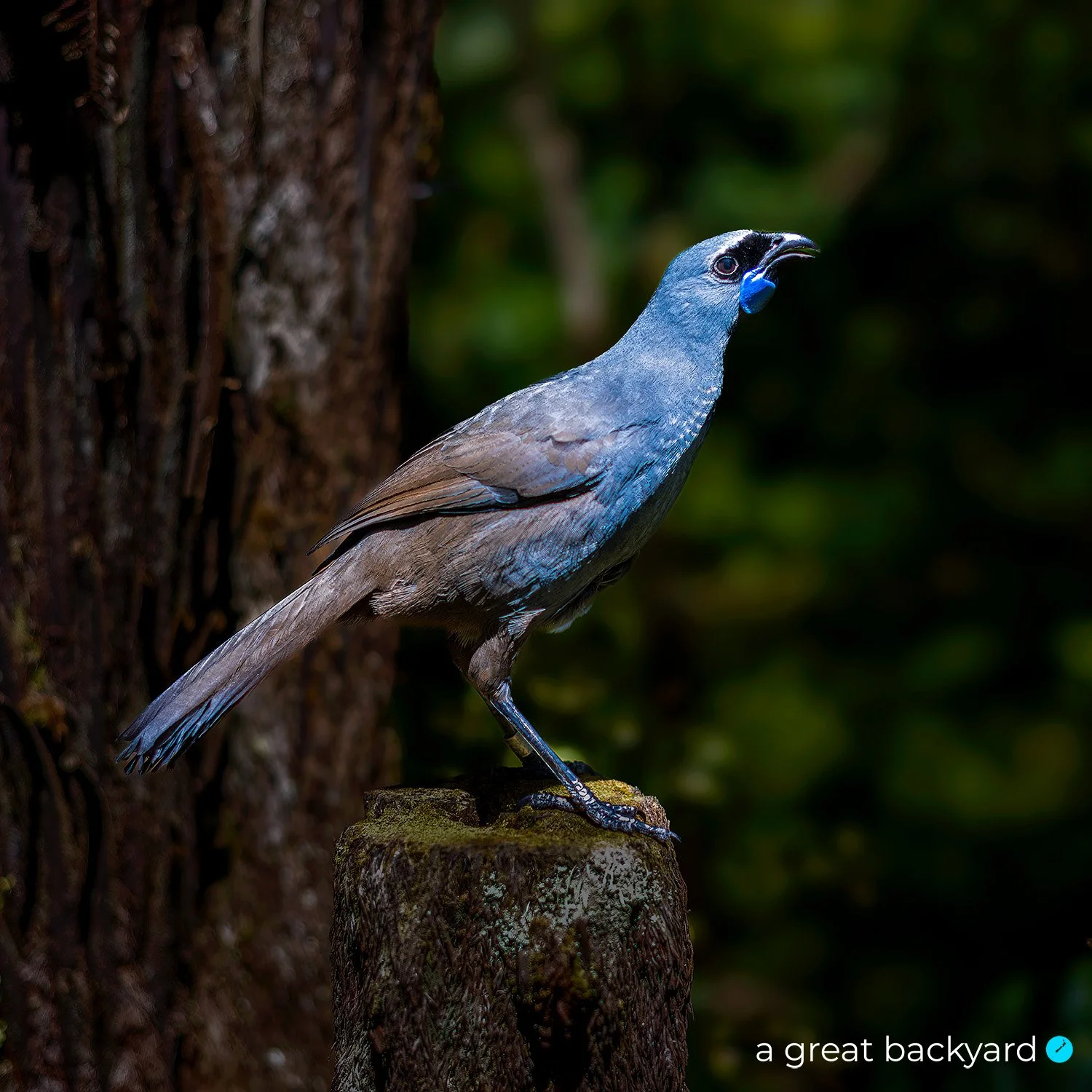Kokako by Corin Walker Bain | a great backyard New Zealand
