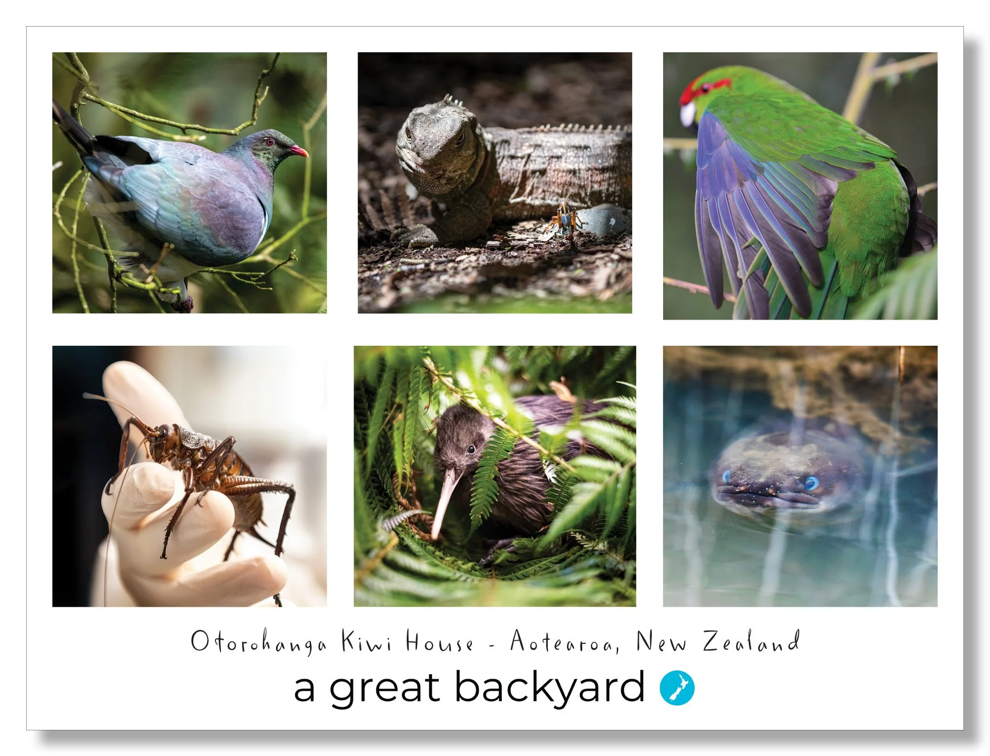 Otorohanga Kiwi House Postcard by Corin Walker Bain | a great backyard photography NZ