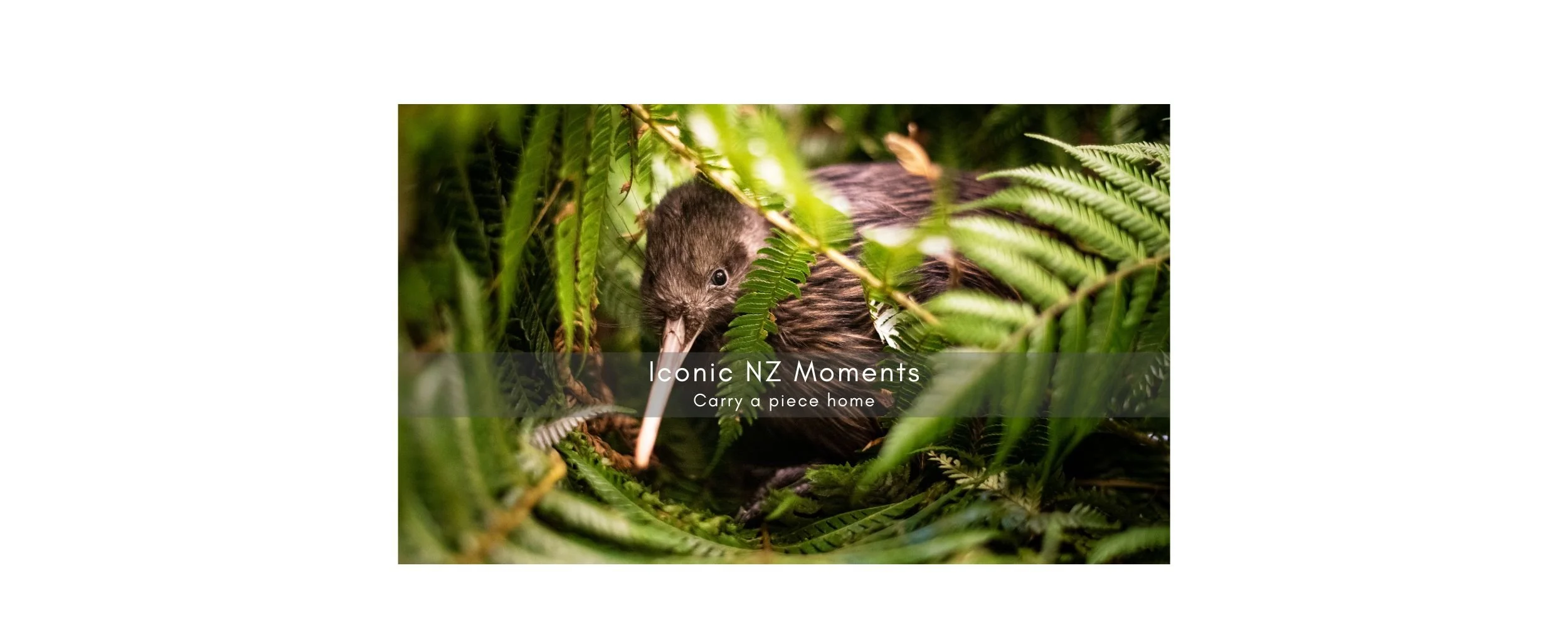 10. limited-edition-fine-art-print-nz-bush-a-great-backyard.jpg
