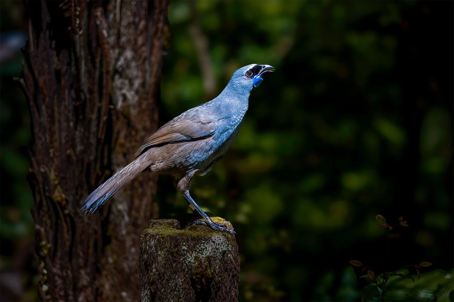 BIRDS & WILDLIFE