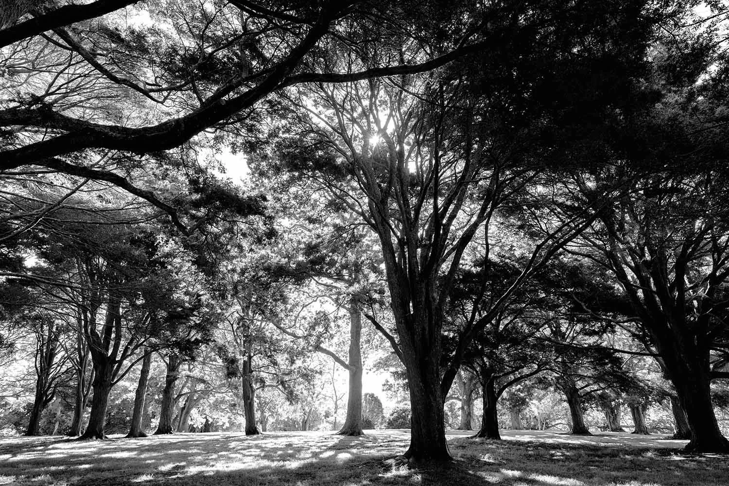 MONOCHROME