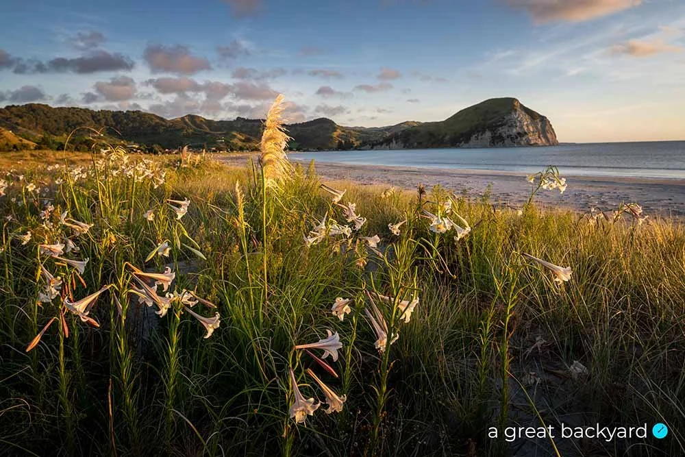 Lilies in evening light at Mahia Beach, New Zealand