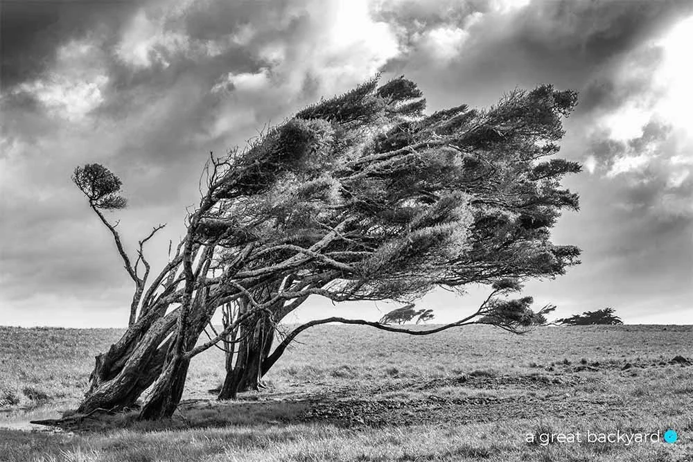 West Coast Trees in black and white by Corin Walker Bain | a great backyard New Zealand photography