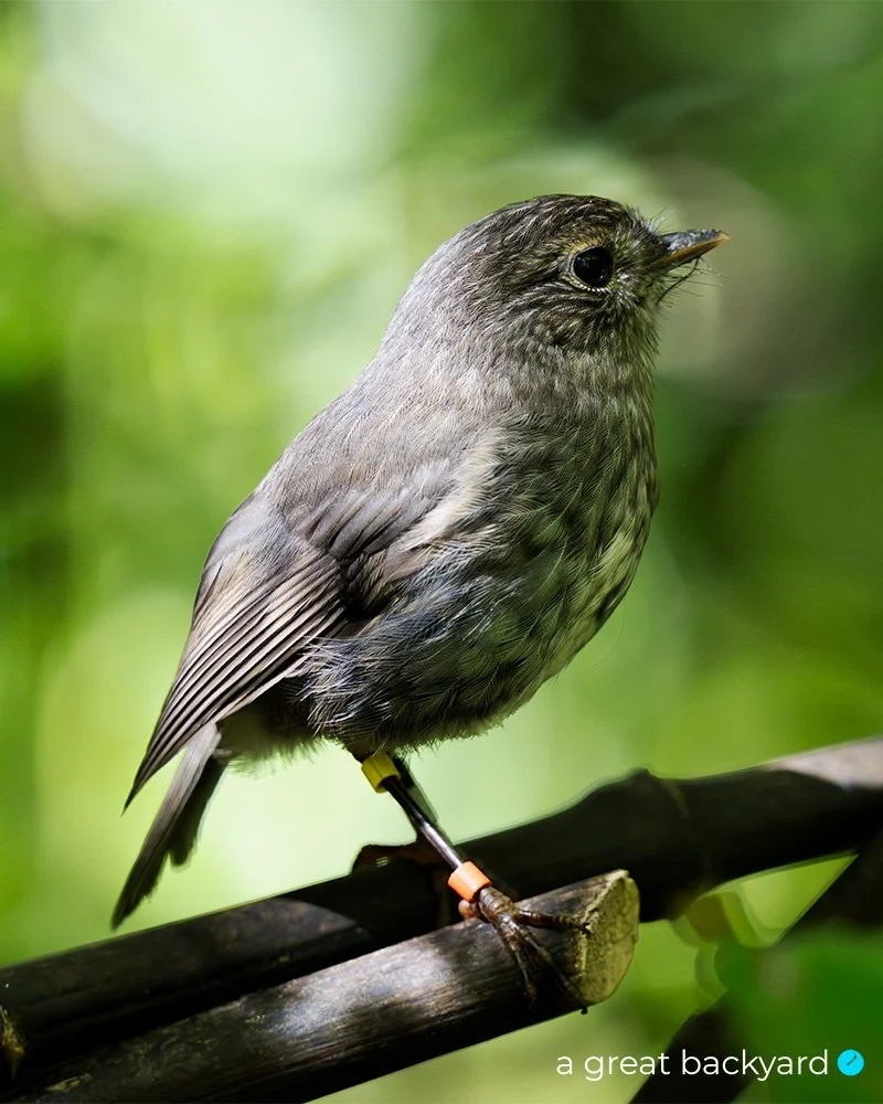 Toutouwai | North Island Robin by Corin Walker Bain | a great backyard