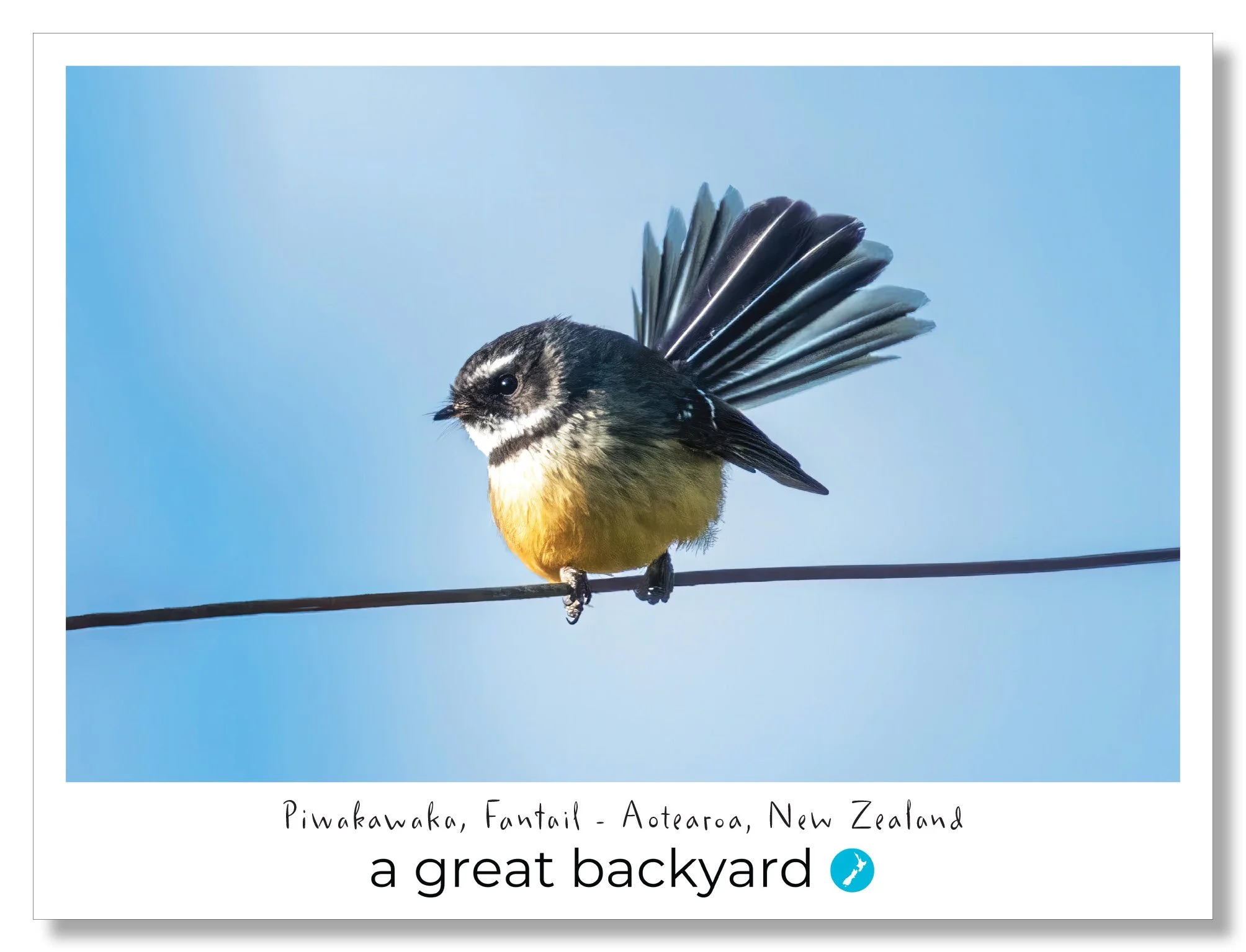 Fantail Postcard by Corin Walker Bain | a great backyard photography NZ