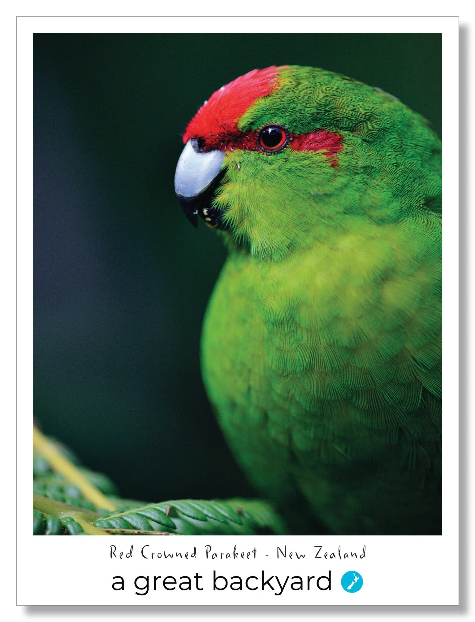 Red Crowned Parakeet Postcard by Corin Walker Bain | a great backyard photography NZ