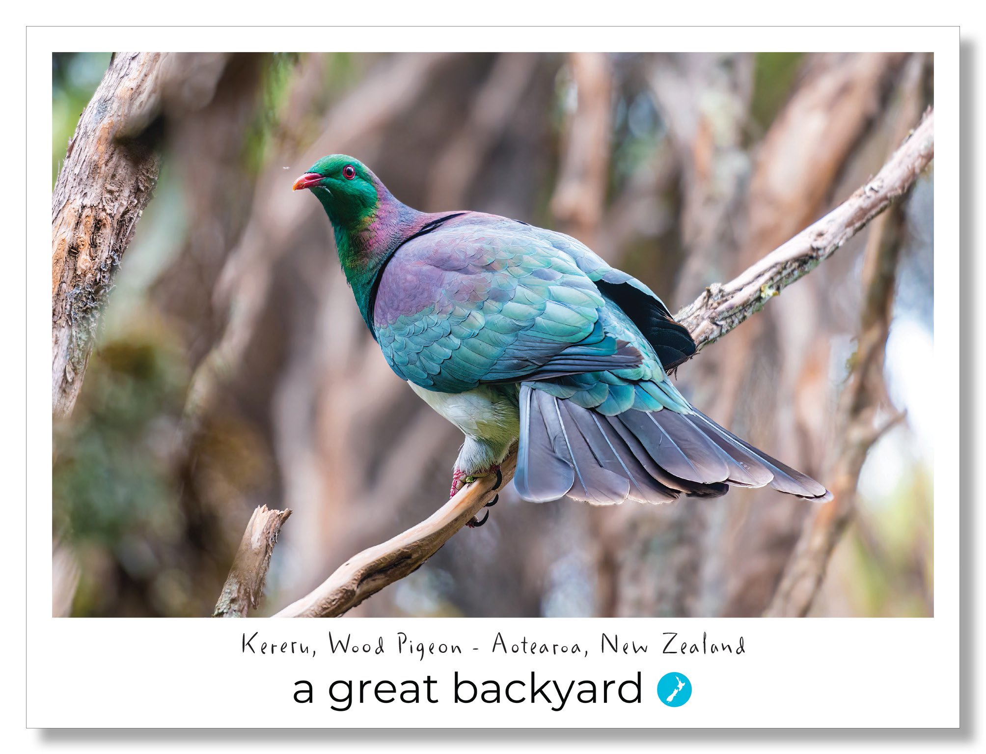 Kereru Postcard by Corin Walker Bain | a great backyard photography NZ