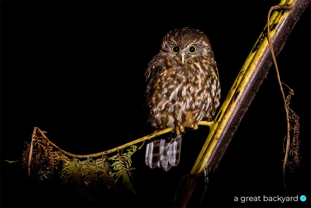 Morepork by Corin Walker Bain | a great backyard